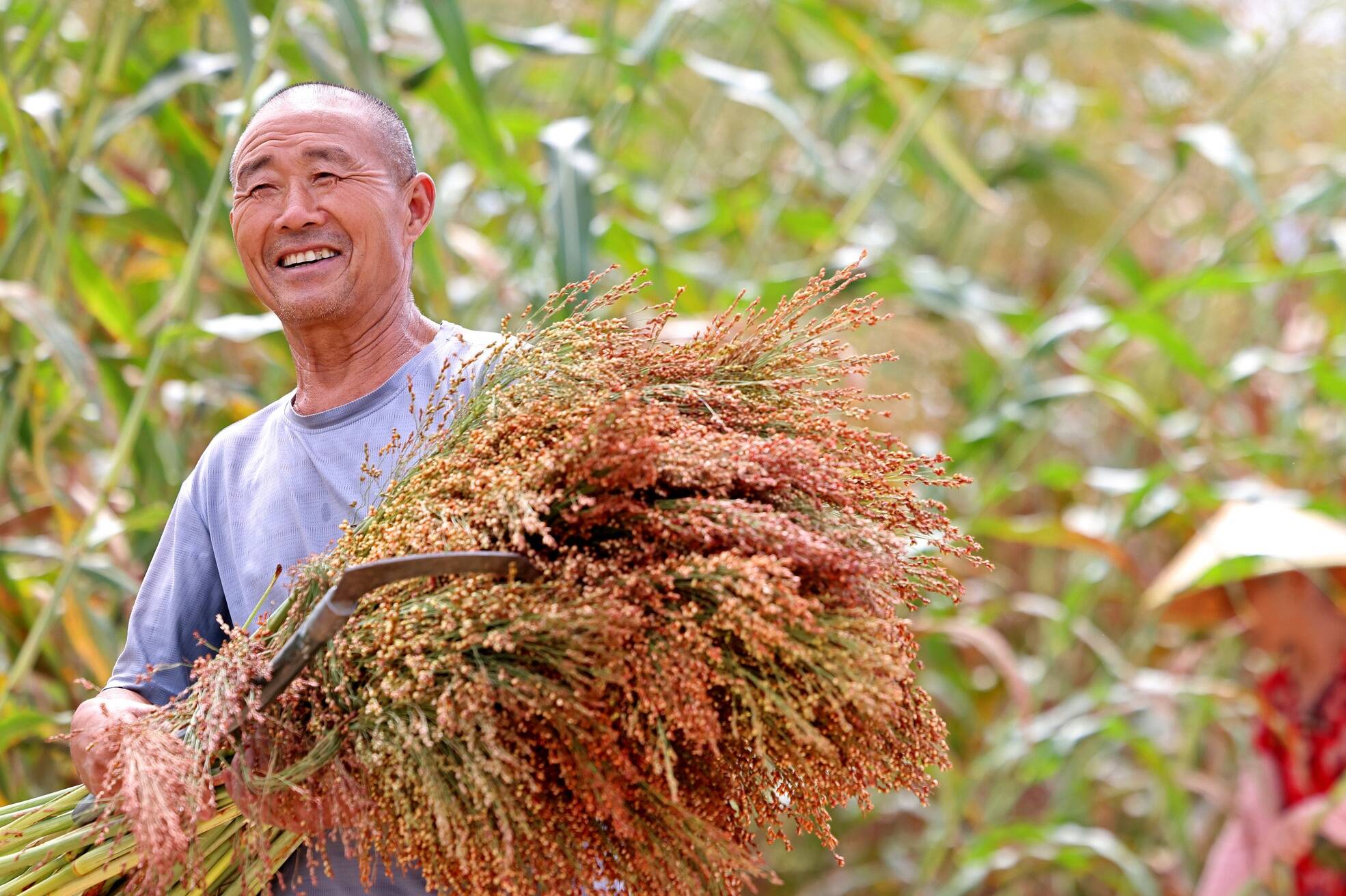 枣庄：瓜果飘香粮满仓