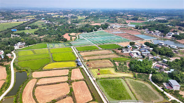 農機夢想家｜結緣濰柴雷沃 天府種田CEO逐夢田疇沃野