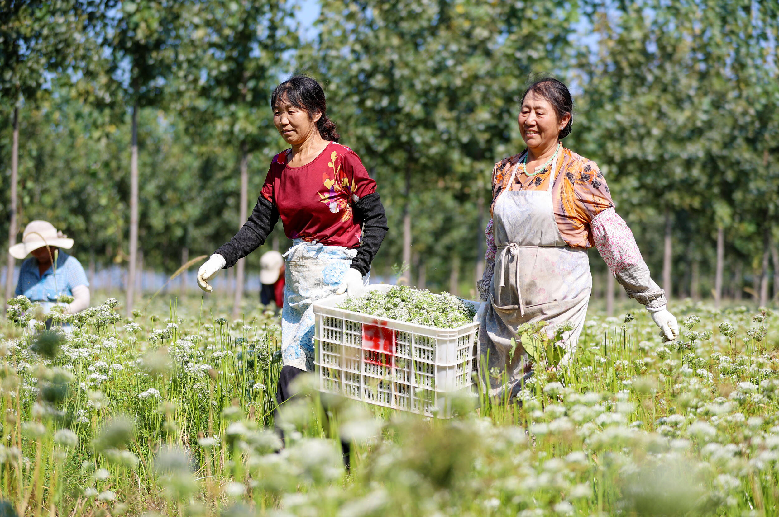 青岛即墨千余亩韭菜花获丰收 田间地头一派忙碌