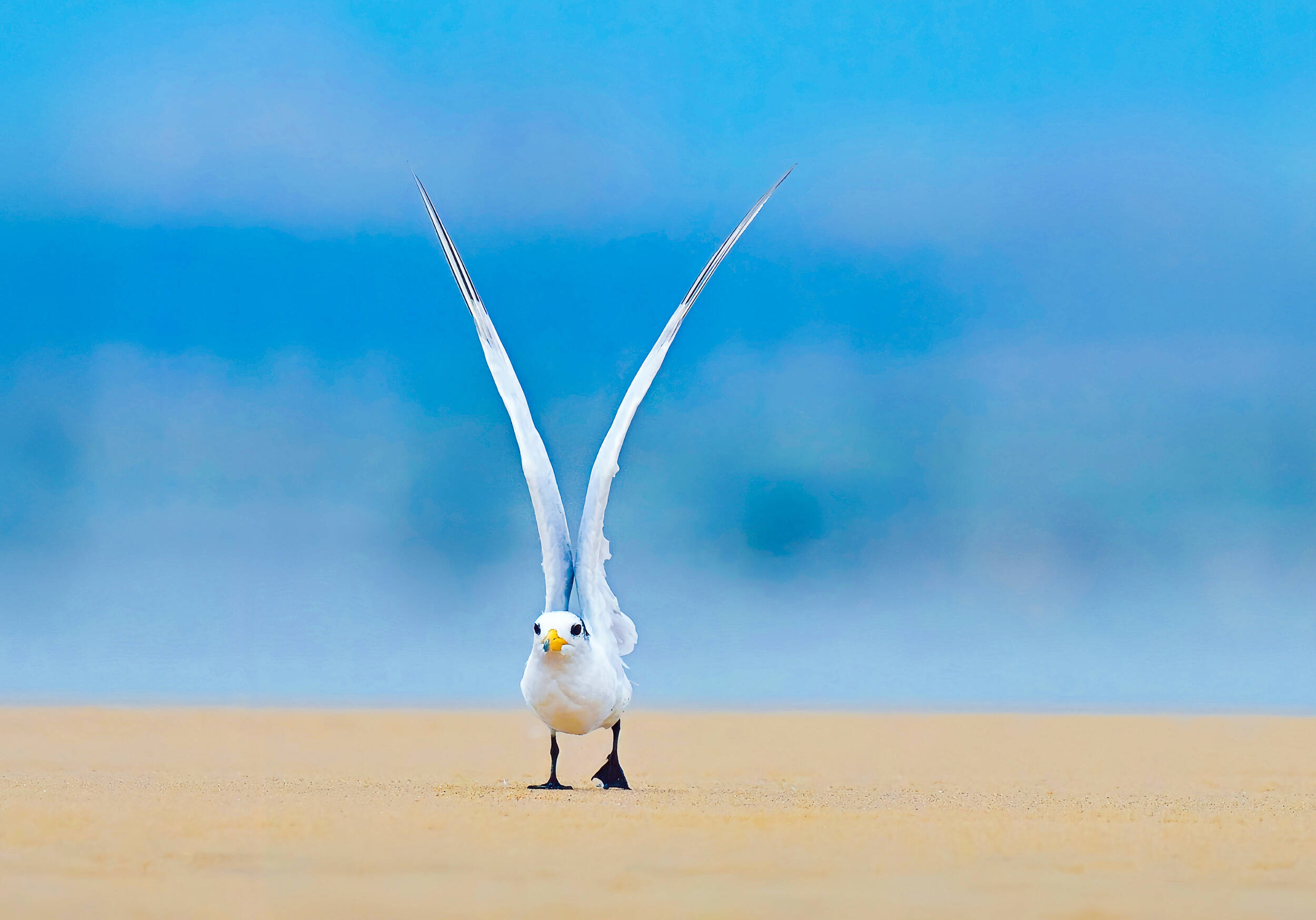 “神話之鳥”中華鳳頭燕鷗現身日照劉家灣趕海園