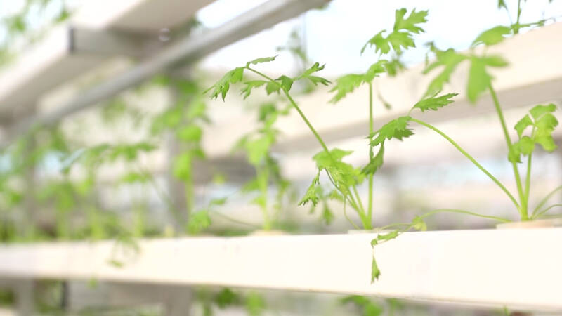 德州陵城区：科技赋能现代农业 激活乡村振兴新动能