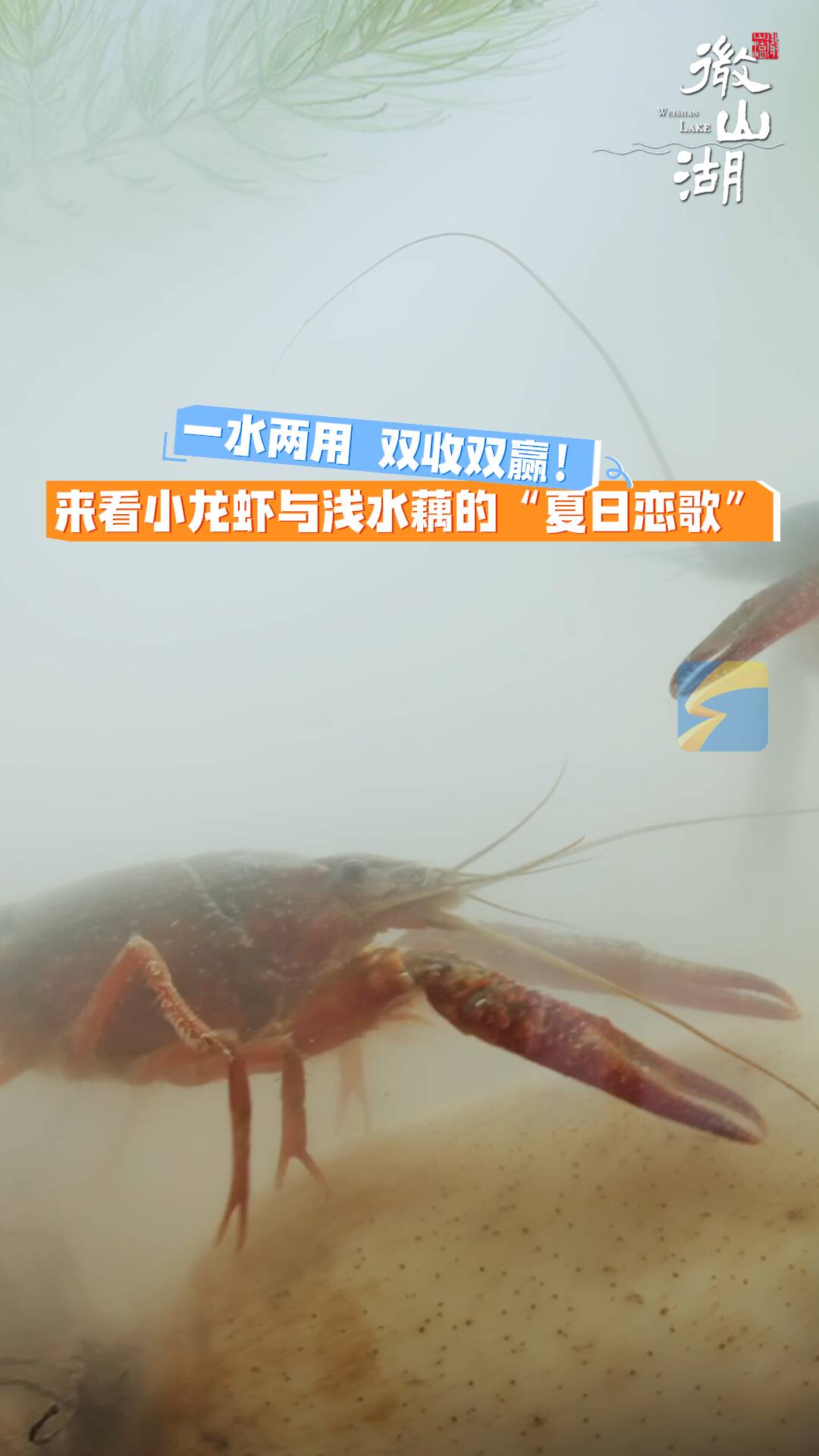 一水兩用 雙收雙贏！來(lái)看小龍蝦與淺水藕的“夏日戀歌”