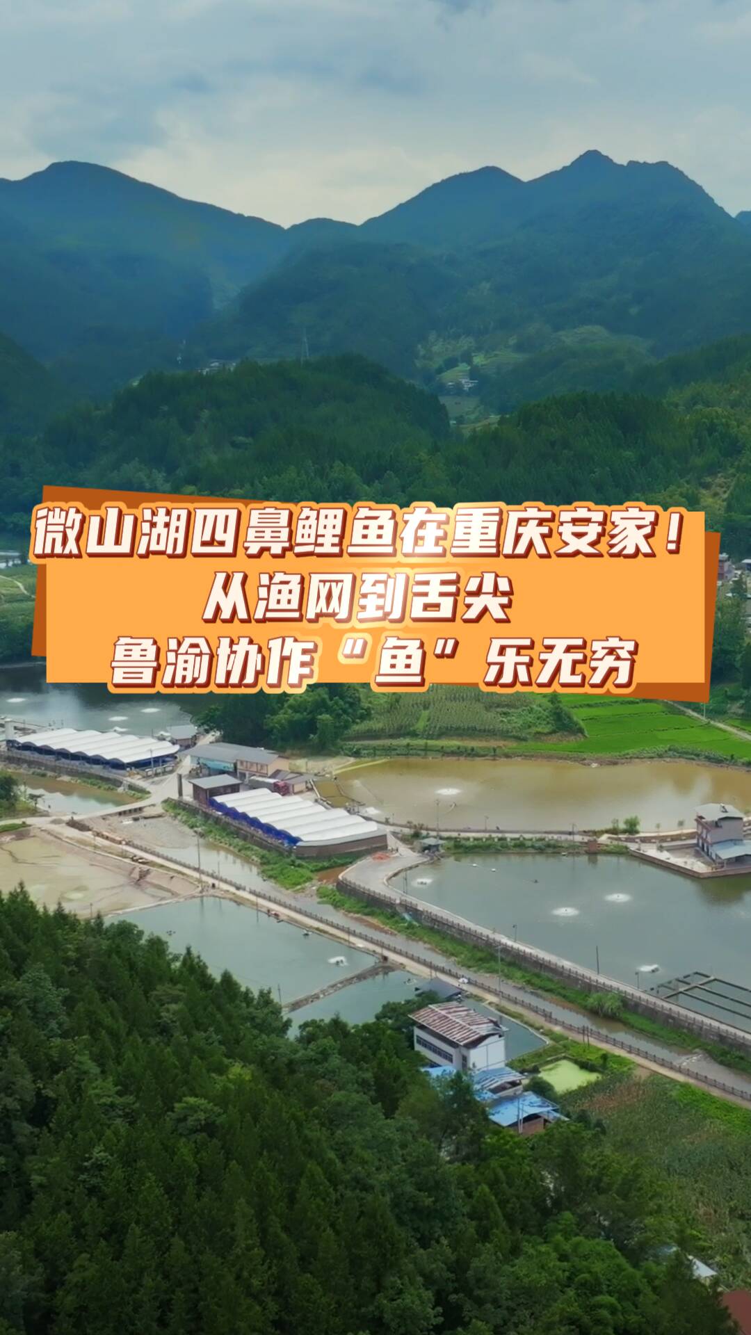 微山湖四鼻鯉魚(yú)在重慶安家！從漁網(wǎng)到舌尖 魯渝協(xié)作“魚(yú)”樂(lè)無(wú)窮