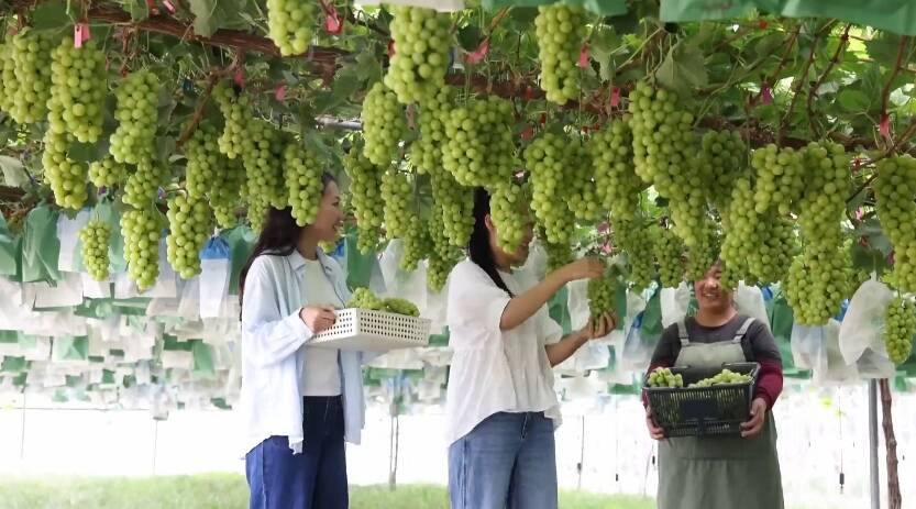 鄒平市：“陽光玫瑰”帶來“陽光生活”