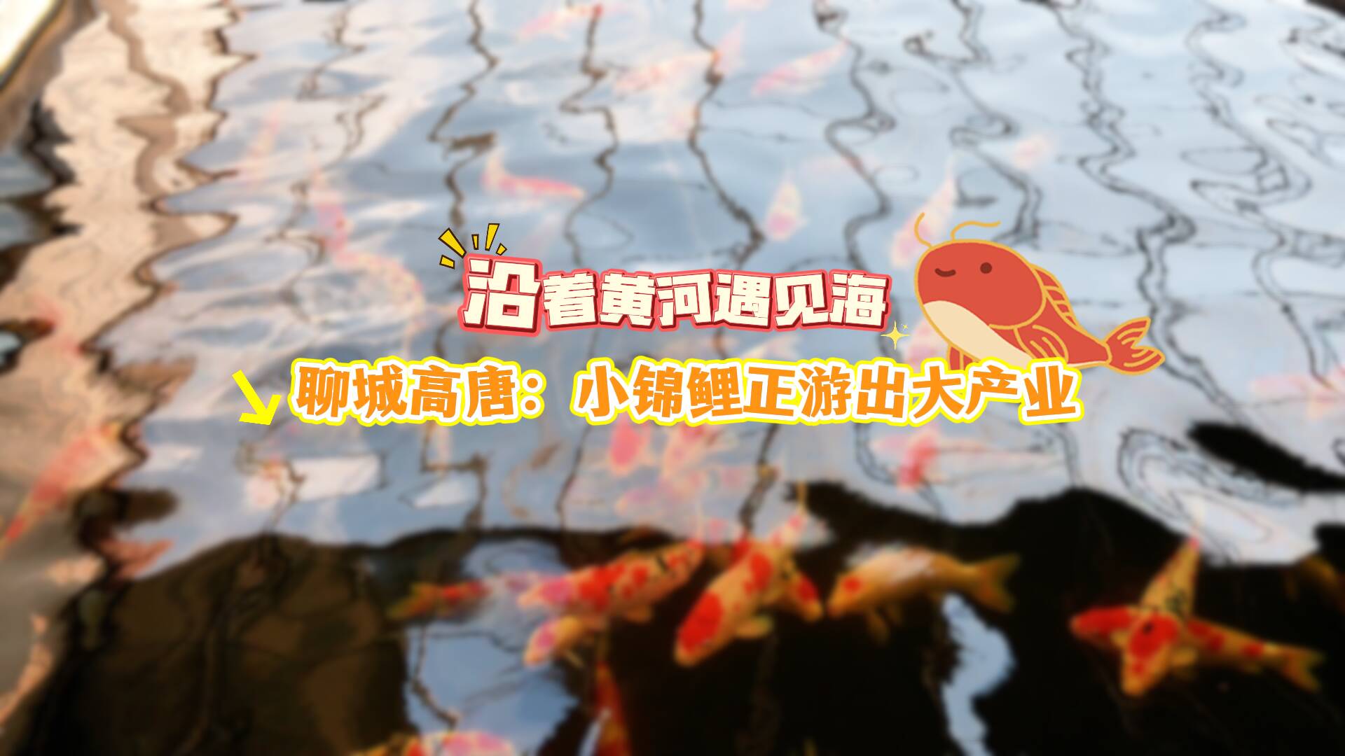 沿著黃河遇見(jiàn)海｜聊城高唐：在“錦鯉之都”看小錦鯉如何游出大產(chǎn)業(yè)