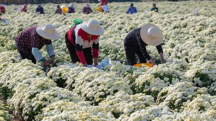 淄博高青：药用菊花迎丰收