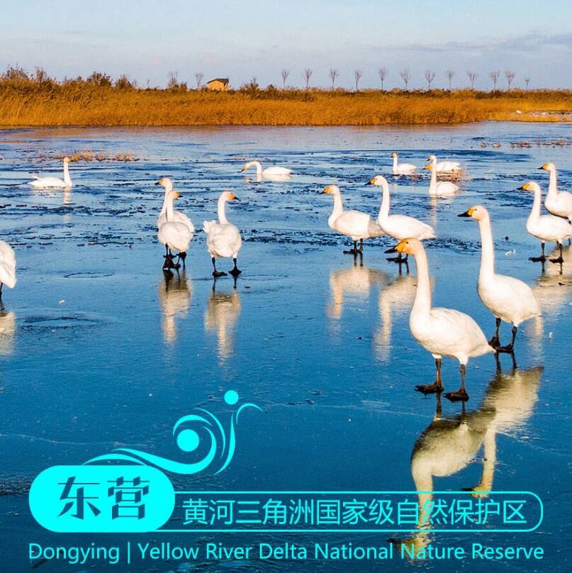 沿著黃河遇見海丨“河”你在一起·在東營：大河之洲 百鳥來?xiàng)? /></a></dt>
                                    <dd><h3><a href=