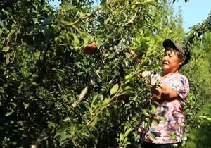“订单种植”助推高青果菜畅销全国