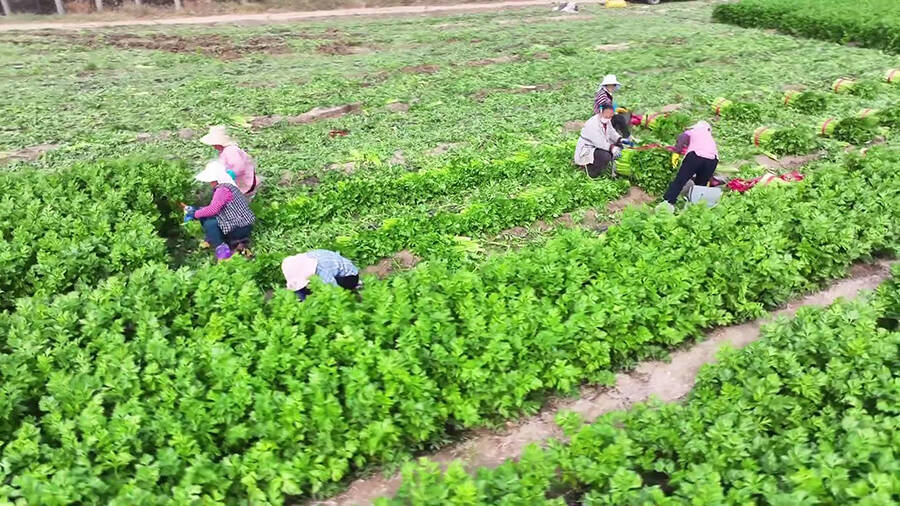 齐河：名优果蔬+生态水产 乡村振兴迸发蓬勃生机