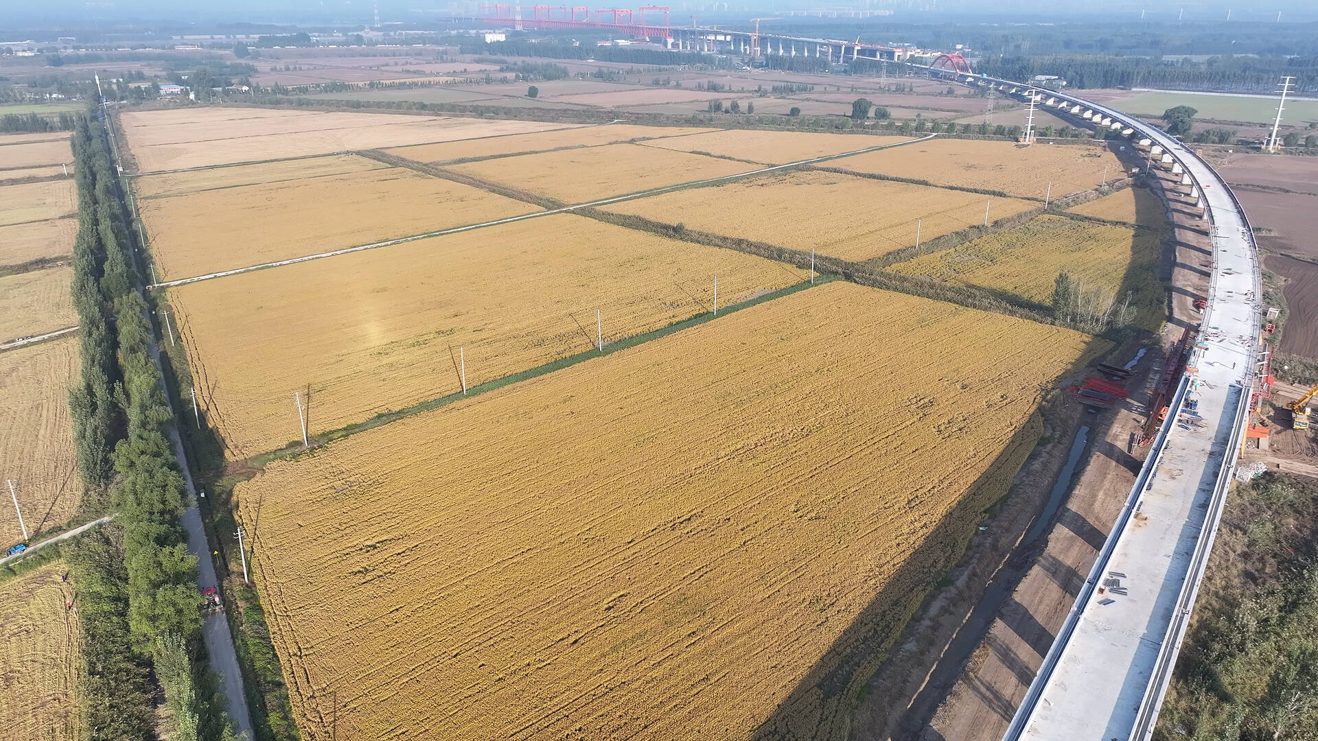 又是一年秋收季 济南高新区1600多亩胡家岸水稻开镰收割