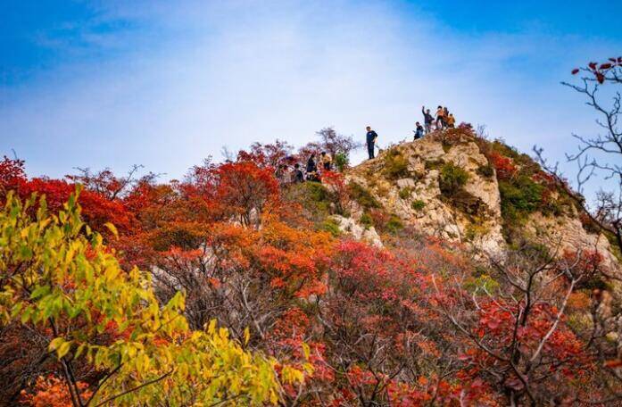 山東原山：又是一年楓葉紅 且看秋色勝春風(fēng)