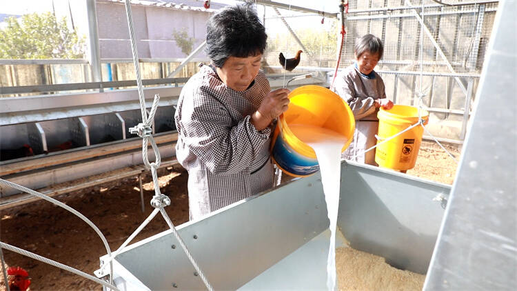 东营市广饶县：生态循环种养殖＋农场科研  “种养结合”打造绿色循环生态农业