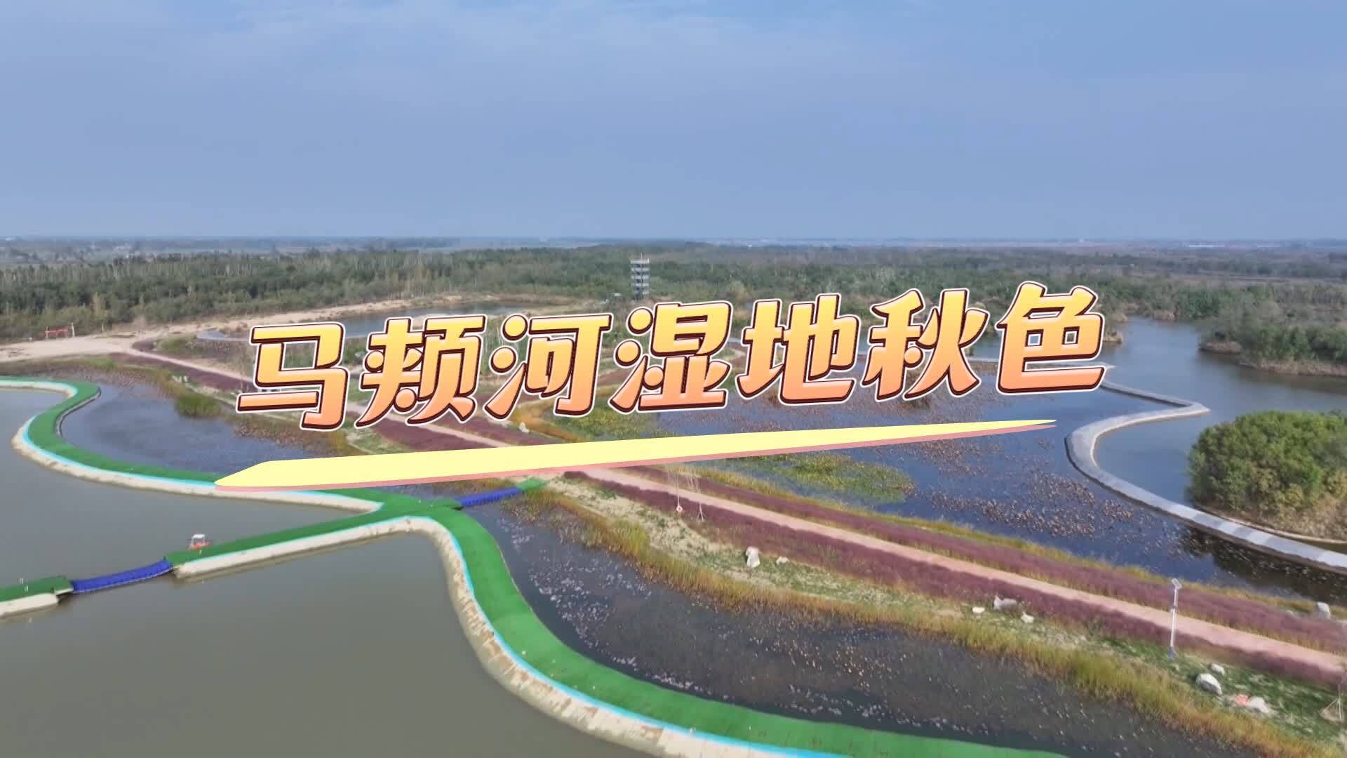 ​聊城冠县：林湖鸟相映成趣 生态湿地秋景如画