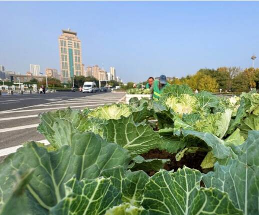 泰安：花卉上新 万盆羽衣甘蓝扮靓冬日