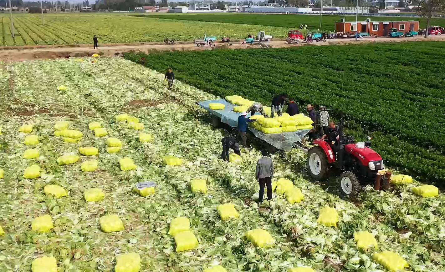 满目“丰”景映入眼帘！临沂订单式种植1000亩娃娃菜大丰收