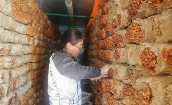 临沭县：食用菌产业助力乡村振兴驶入“快车道”