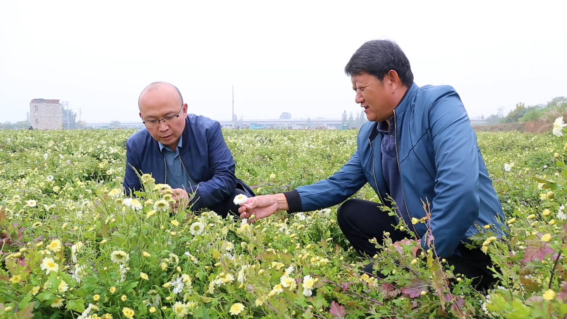 泰安市岱岳区：整治河滩地 菊花香两岸