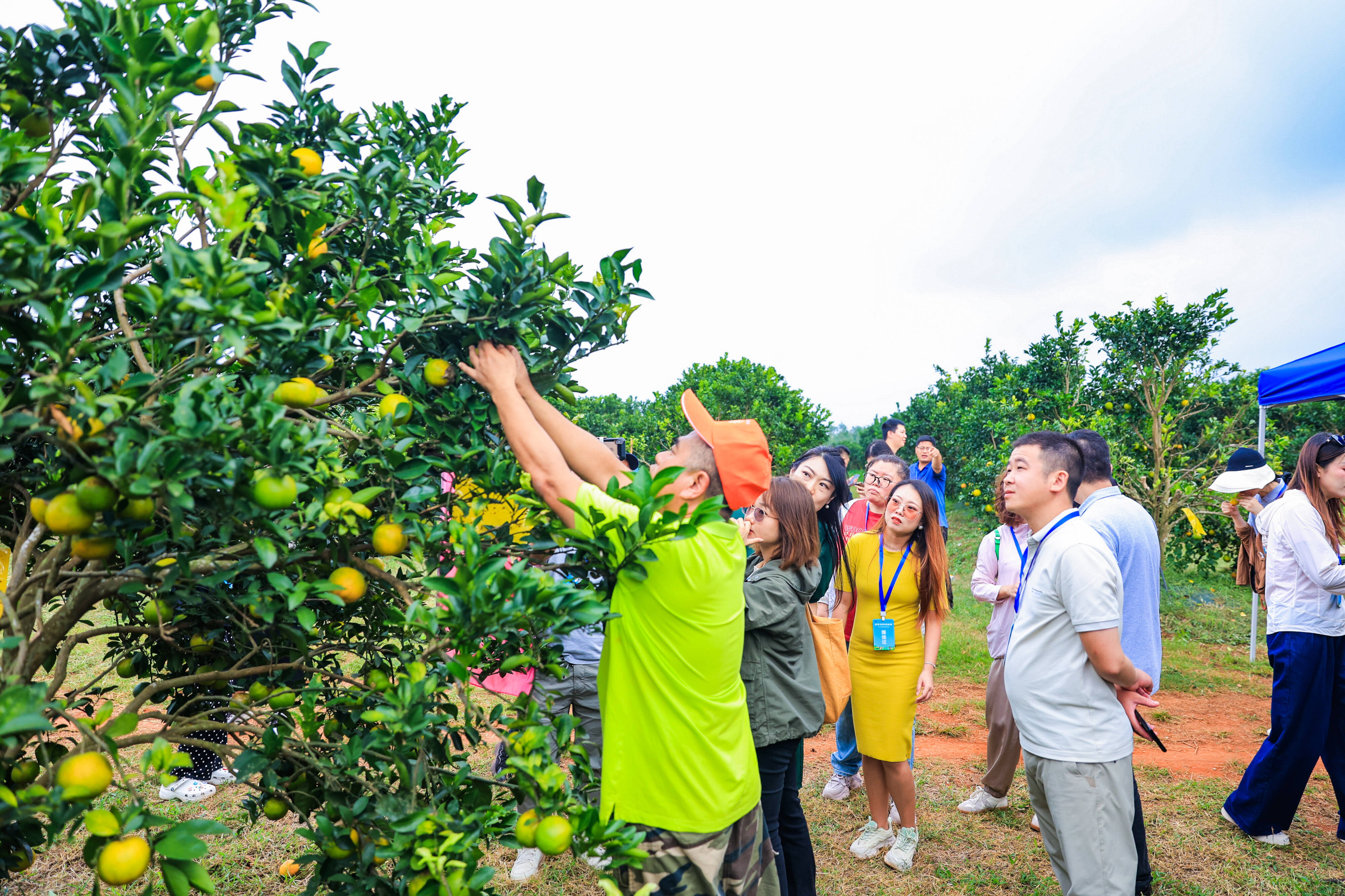 科技賦能農業 福橙甘甜清冽 全國網媒行走進海墾福橙基地