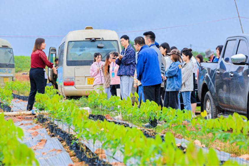 良种良苗育出橡胶好“长势” 全国网媒行走进海南橡胶邦溪种苗基地