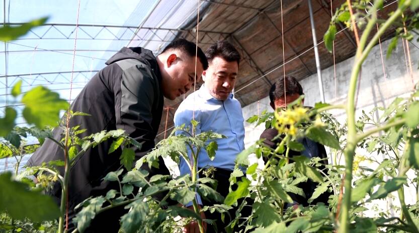 無棣縣：特色大棚種植 讓鹽堿地結出致富果實
