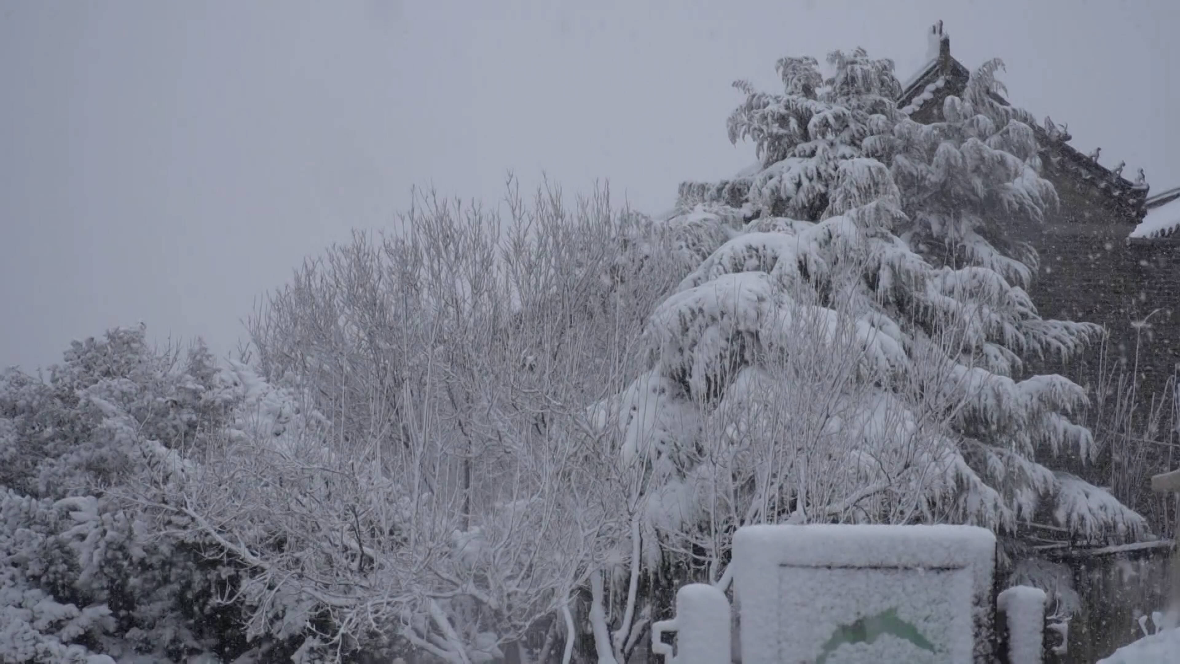 萊州降中雪！山東4市17縣(區市)出現降雪 煙臺、威海局部仍有小雪