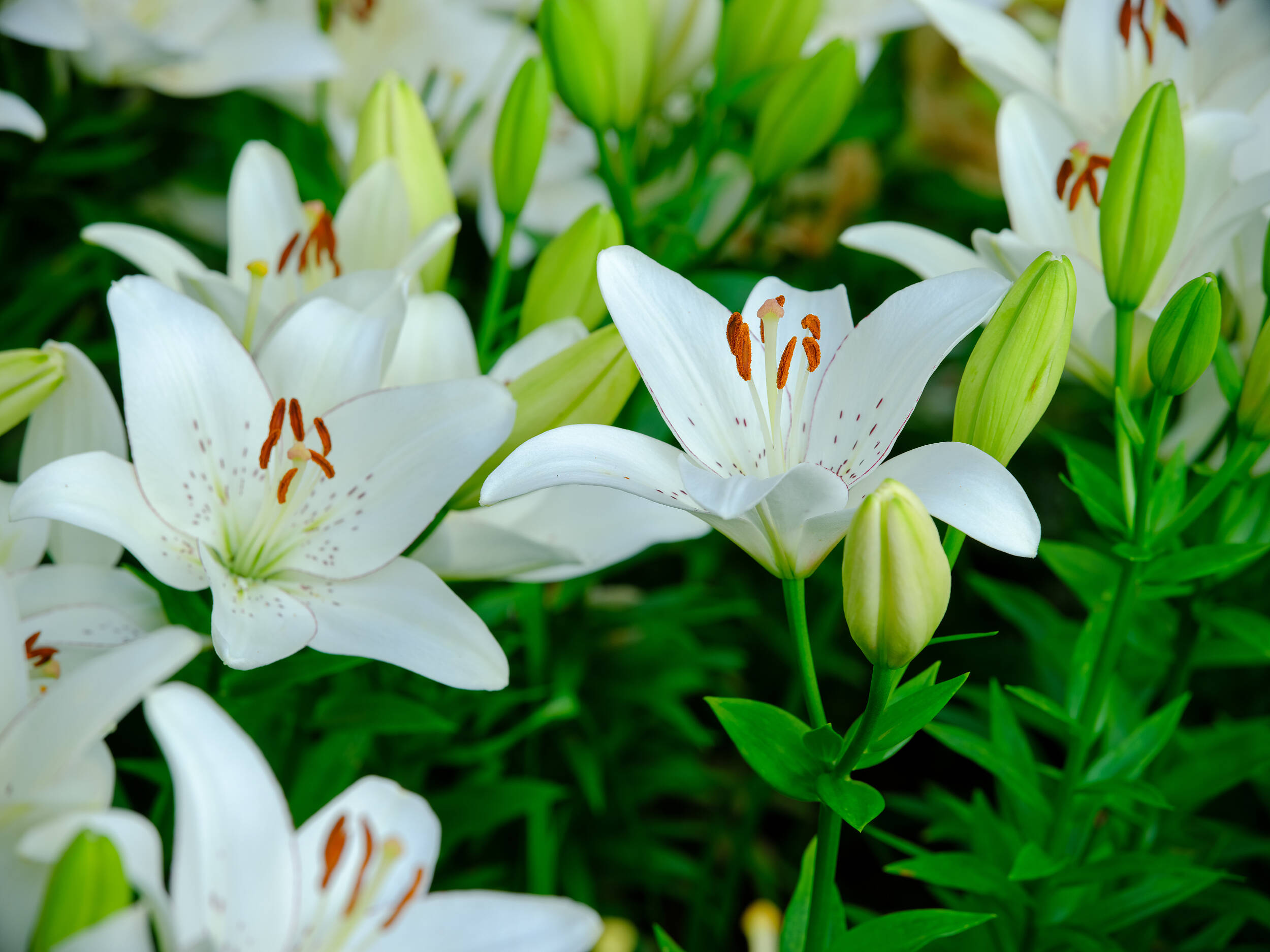 夜读丨心田上的百合花开