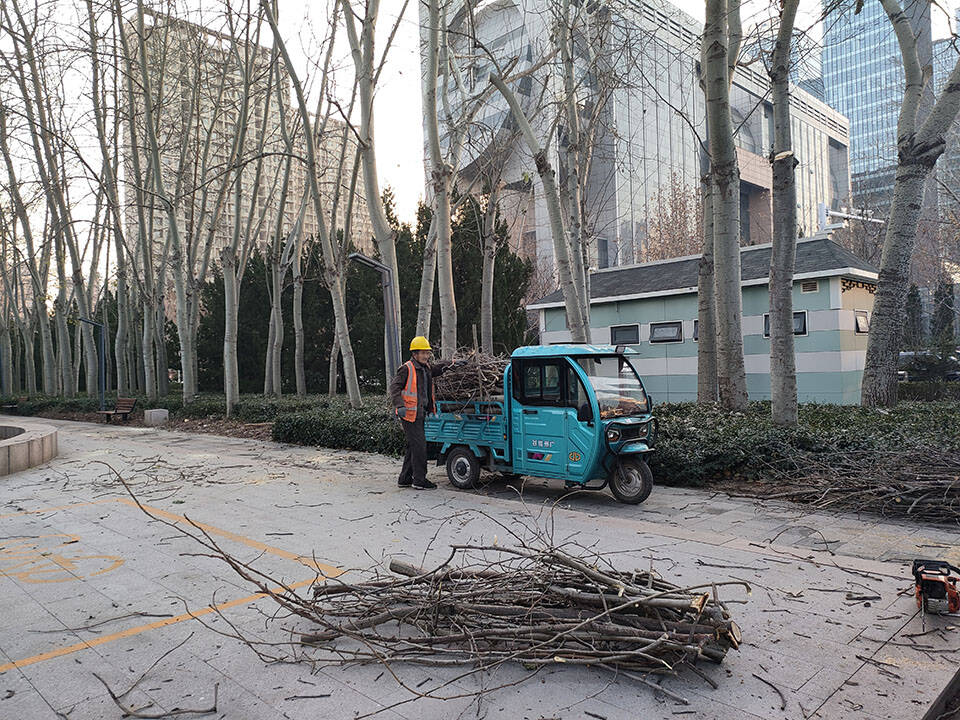 濱州城管：開展楊柳樹冬季修剪行動 提升城市綠化安全