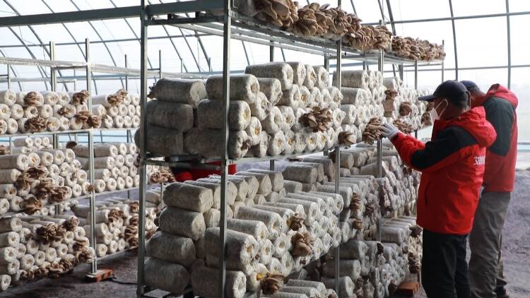 东营市东营区：发展特色食用菌种植产业 持续打造“一村一品”助力乡村产业振兴