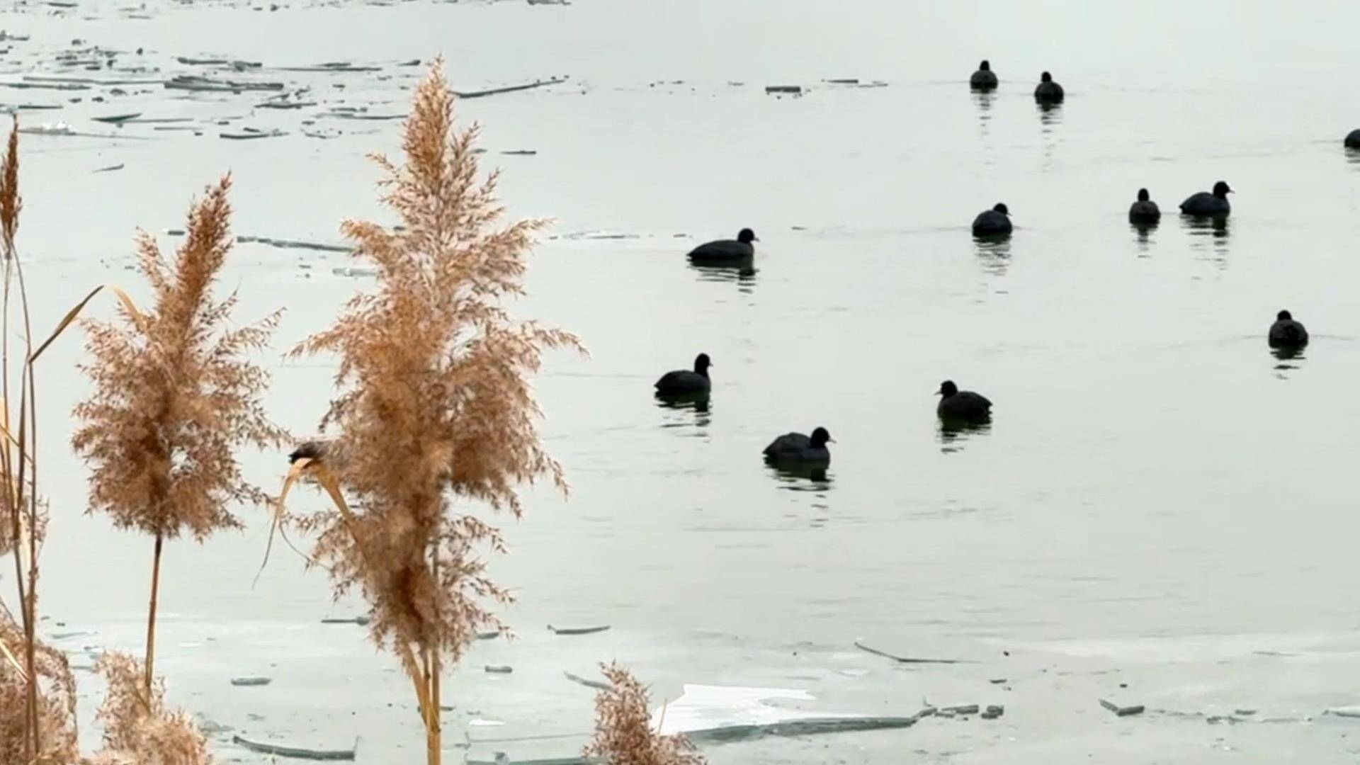 冬韵东平湖 鸟舞芦花岸