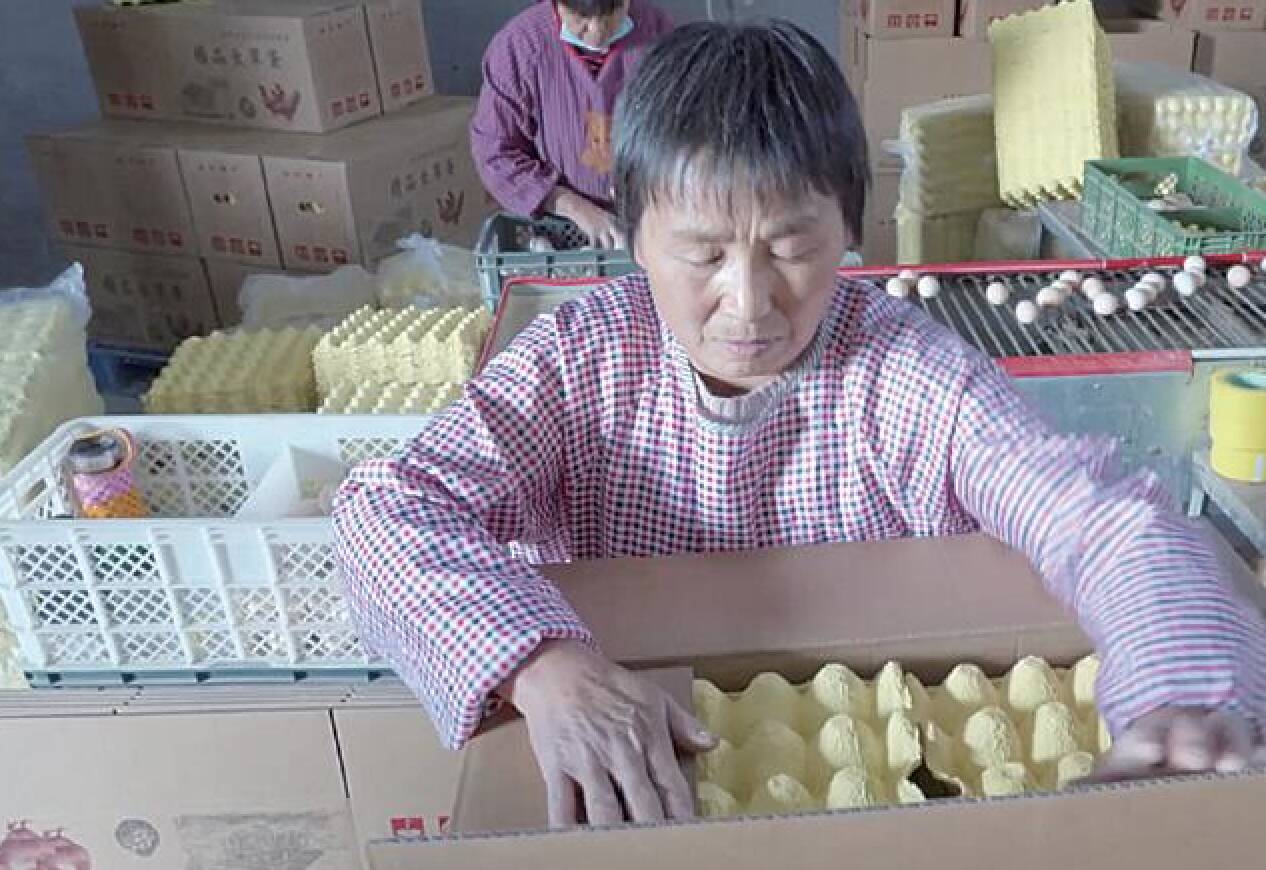 鄒平市臺子鎮：打造黃河沿岸優質農產品供應區