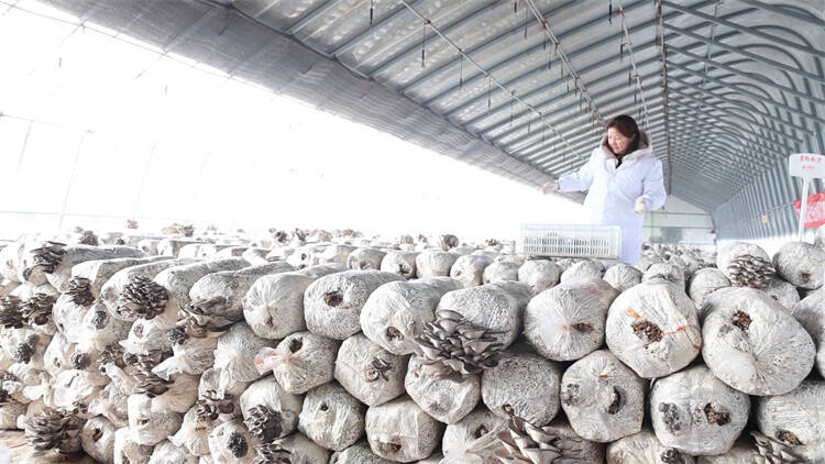 东营市利津县：废弃秸秆变身蘑菇培养基 年产值达8000万元