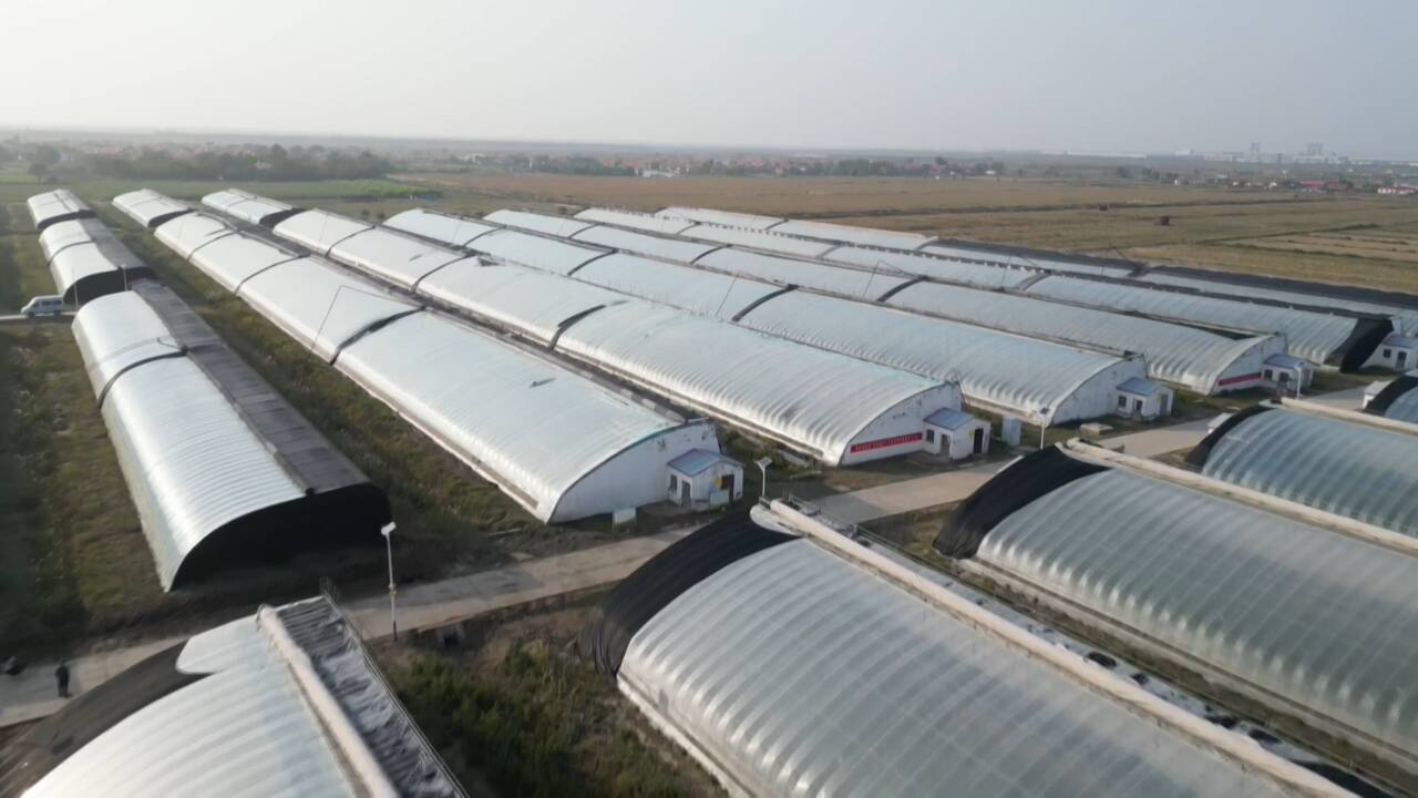 东营市河口区：科技赋能现代设施农业 助推盐碱地特色菌菇蔬果提档升级
