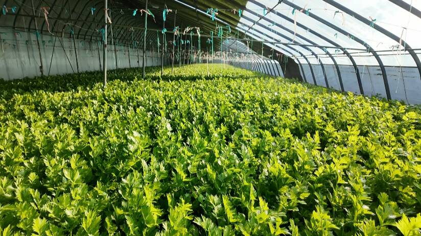 鄒平：新年到訂單俏 芹菜豐收訂單忙
