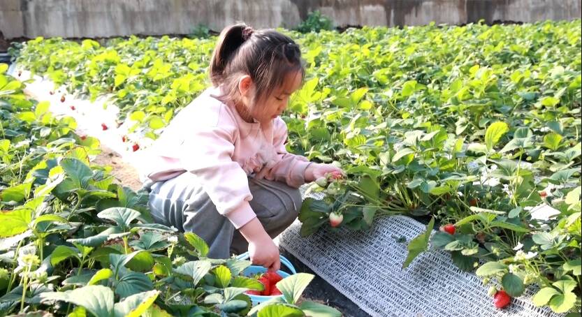 無棣：冬日大棚果飄香 游客盡享“莓”好時光