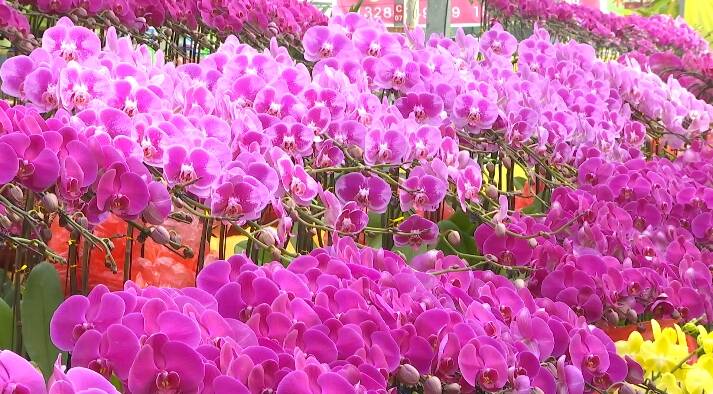 潍坊市坊子区：“花卉经济”红红火火 新品蝴蝶兰受青睐