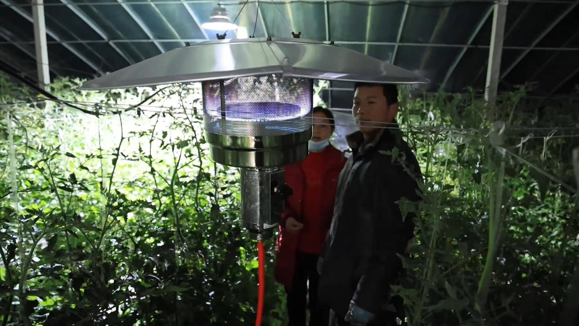 预防“倒春寒” 应当这样做！泰安发布春季蔬菜生产管理技术指导意见