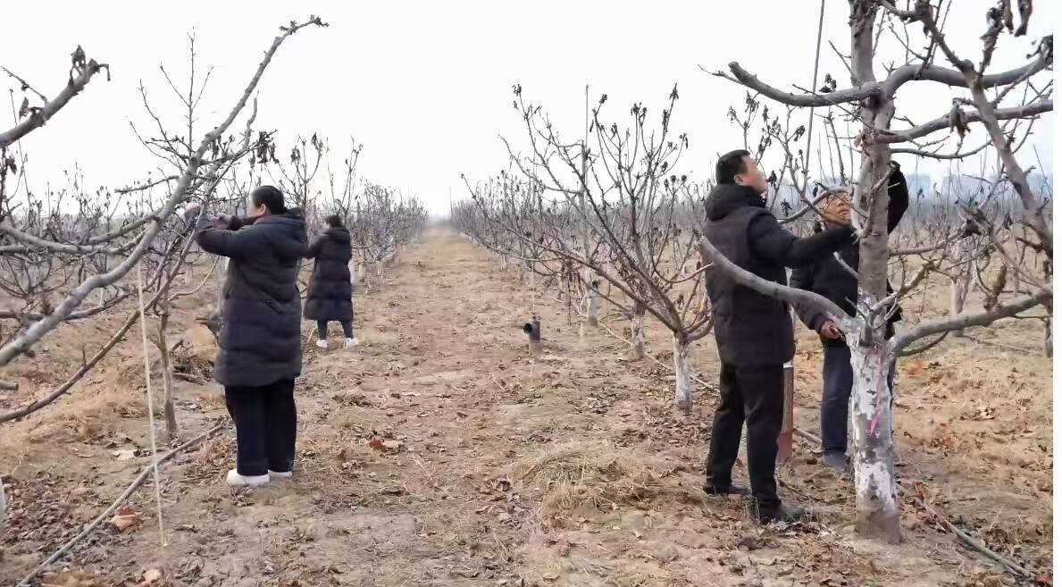 東阿：加強苗木修剪指導 助力苗木安全越冬