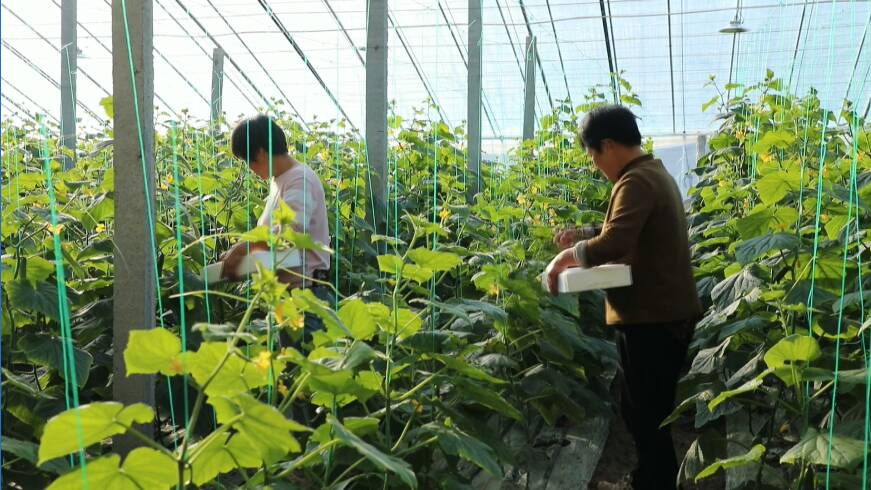 沾化：共富園里瓜果香 碩果累累采摘忙