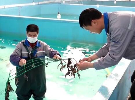 全国首批膨腹海马供应澳门市场