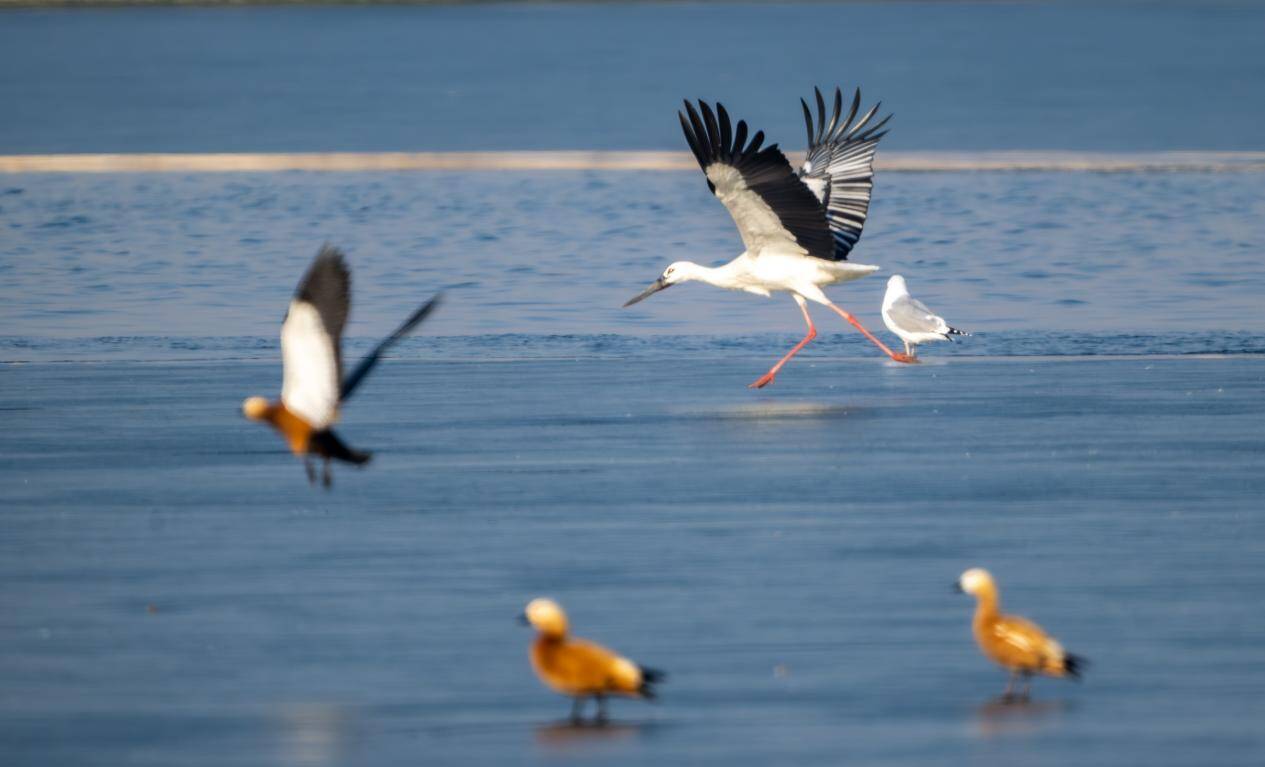 沾化思源湖群鳥翔集 掀起壯觀“鳥浪”