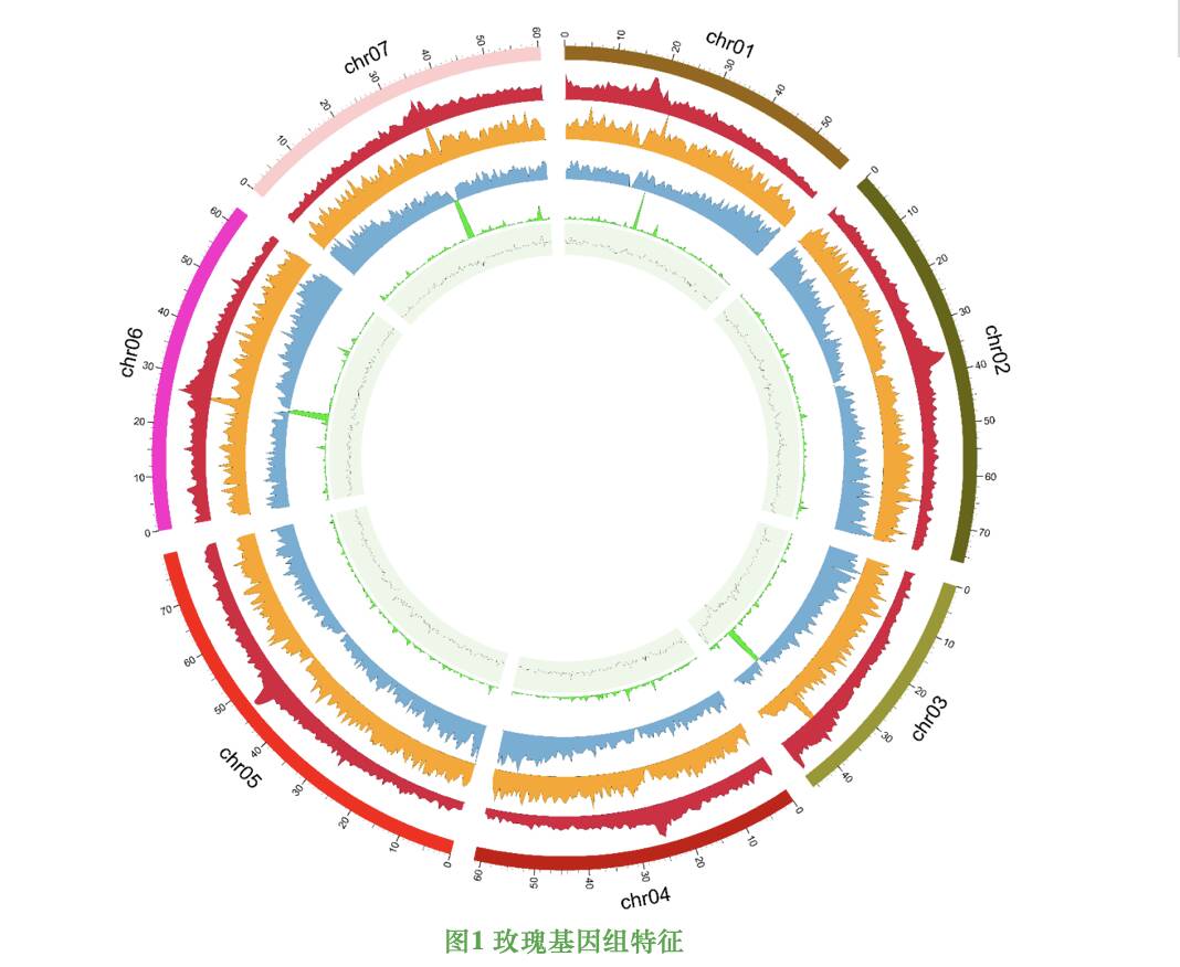 山东专家团队破解国家重点保护野生植物-玫瑰T2T基因组