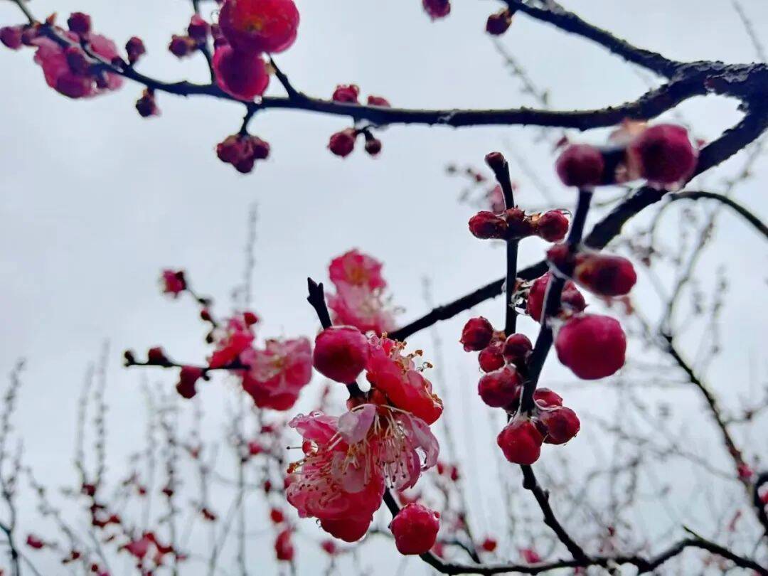 鄒平市大馬峪的梅花開了