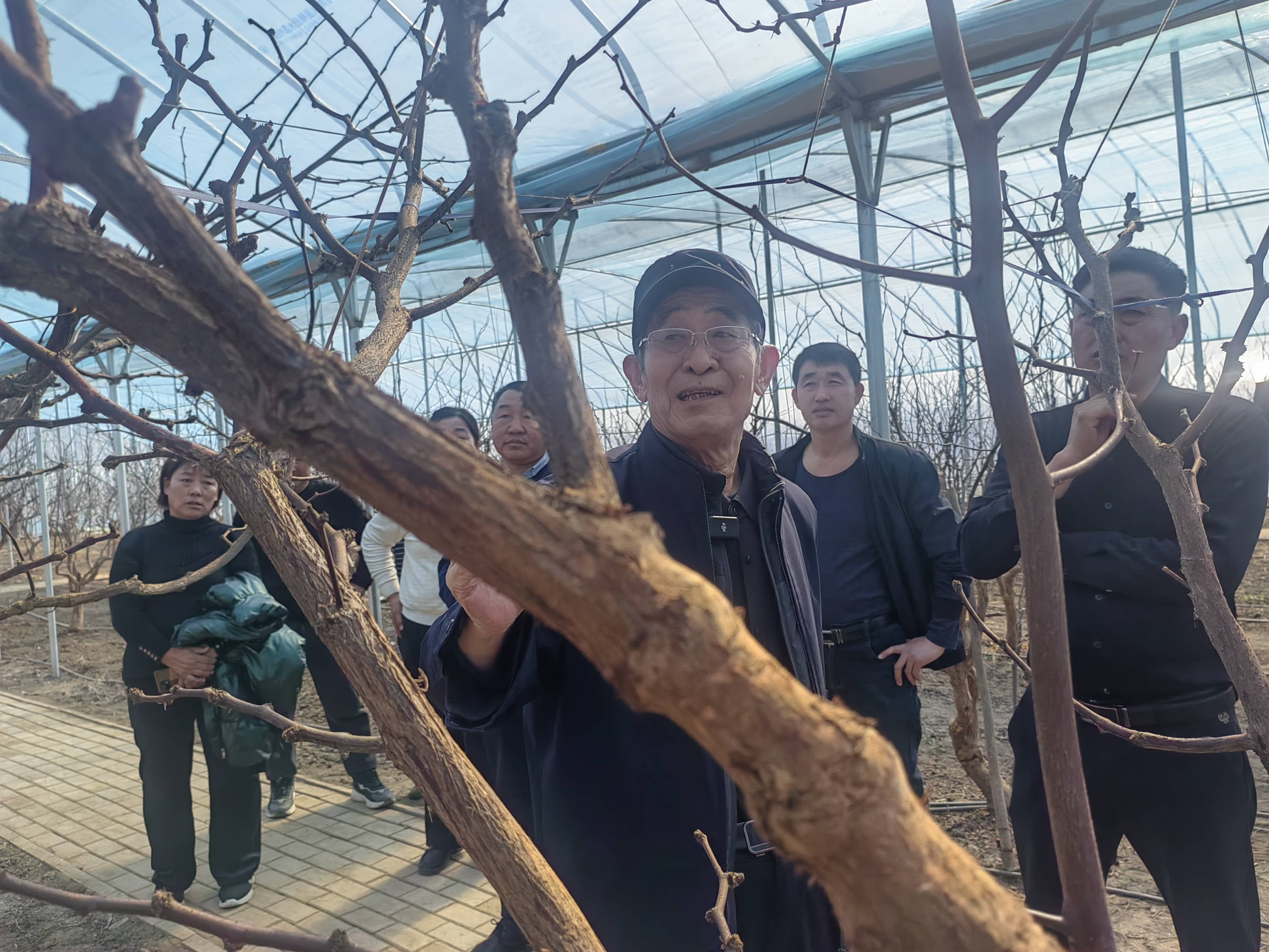農(nóng)技專家線上授課 助力新品種冬棗發(fā)展 共謀增產(chǎn)增收新篇章