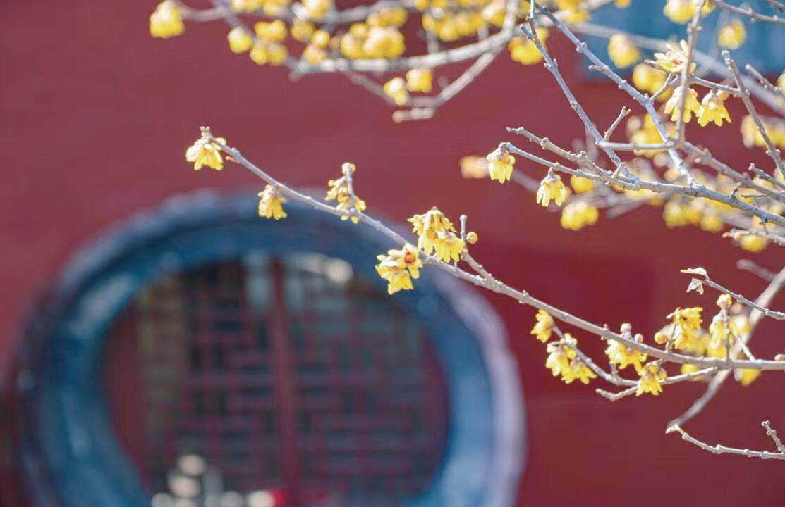 天下泰山丨暖阳普照 春醒蜡梅