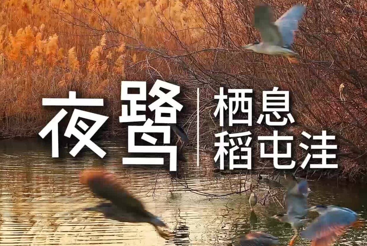 上百只夜鹭栖息东平稻屯洼 为春日增添生机