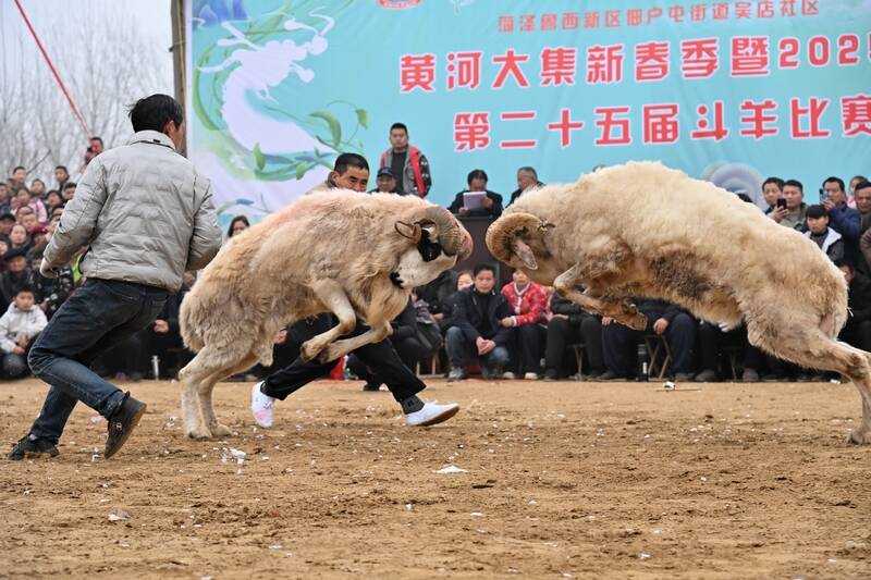 鲁西新区举办斗羊斗鸡赛事 黄河大集民俗活动意趣盎然