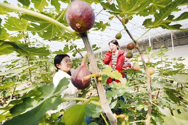 无棣：水湾特色无花果 深受消费者青睐