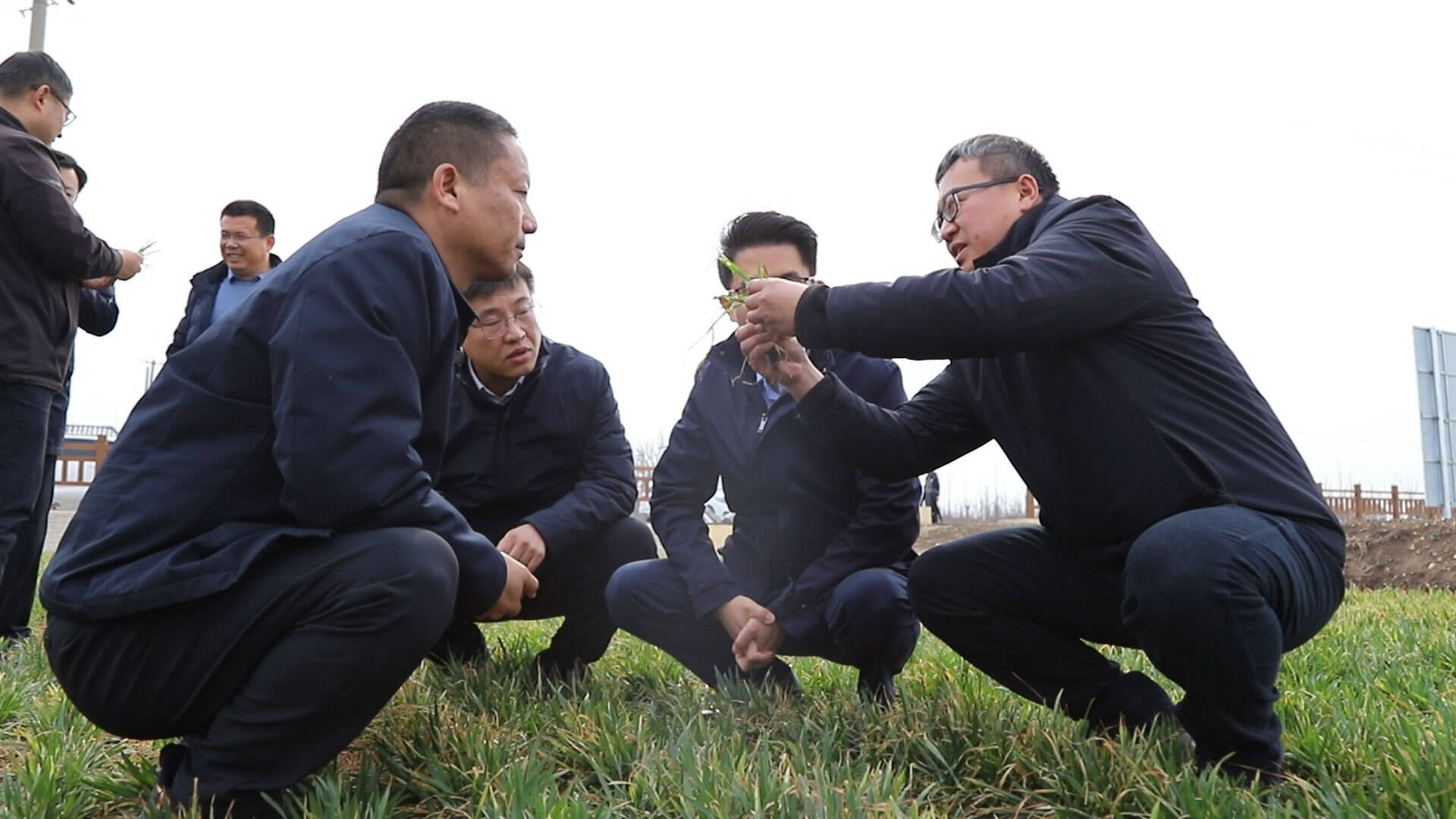 为粮食丰产保驾护航 农业专家组成科技服务队田间把“麦”