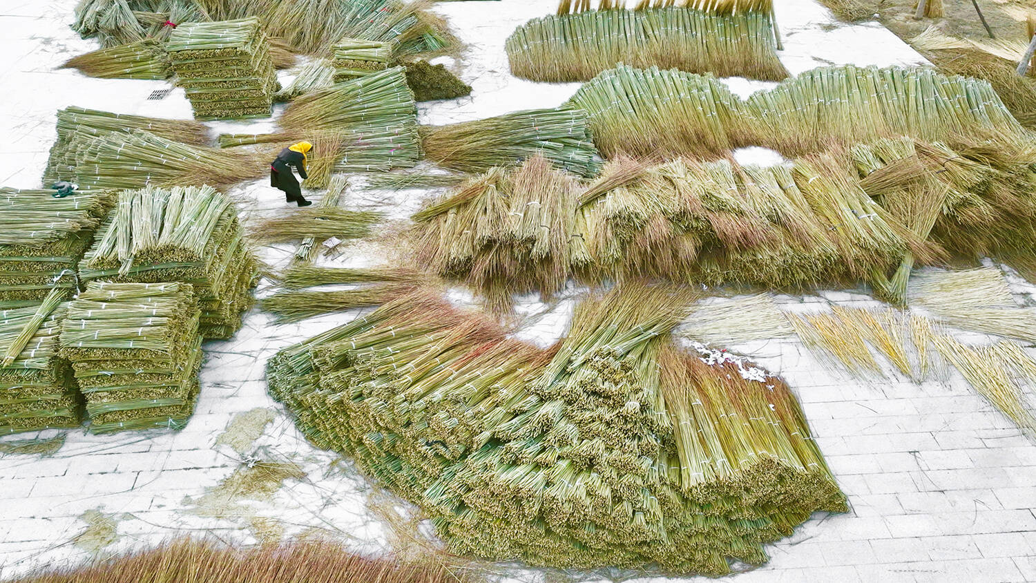 小杞柳编出大产业