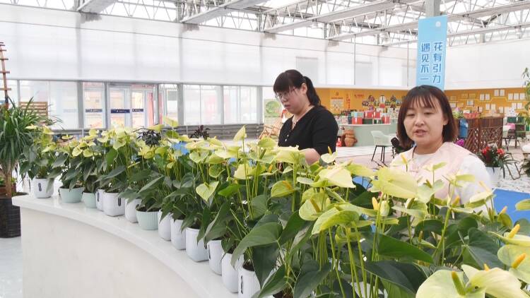 东营市东营区：国际劳动妇女节将至 “鲜花经济”美丽绽放